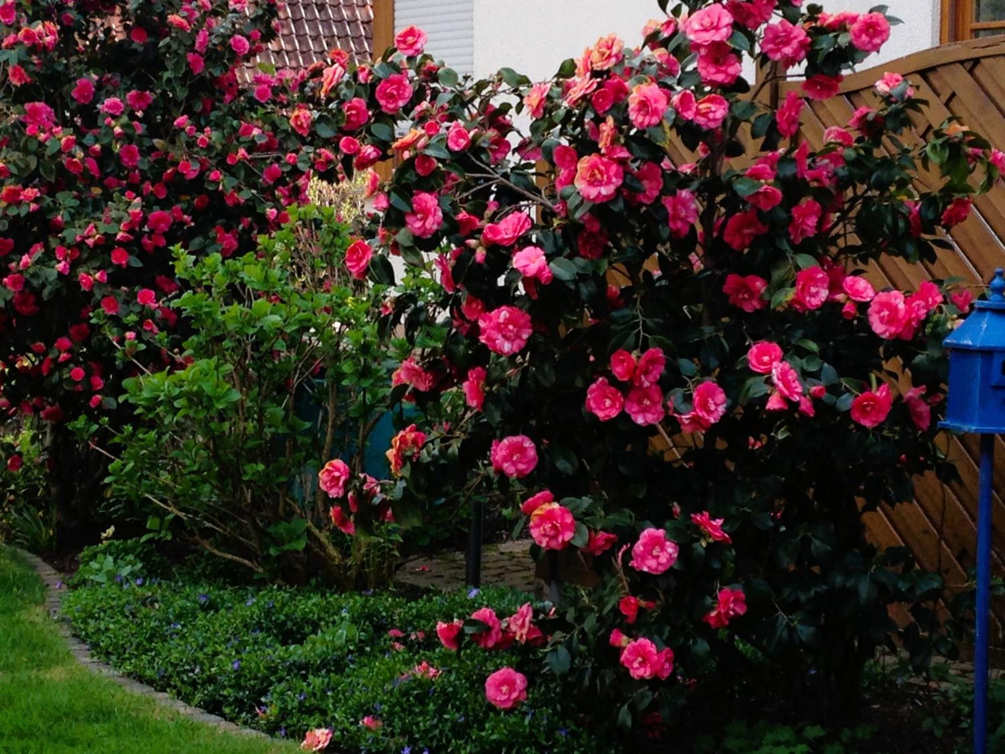 Apartment Im Garten ゲンゲンバッハ エクステリア 写真